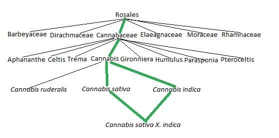 Cannabis Sativa X Indica (Medical Marijuana)